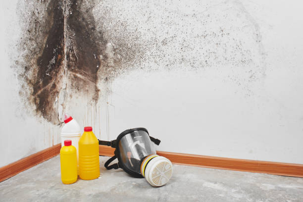 Best Attic Mold Removal  in Dodson Branch, TN