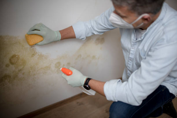 Best Home Mold Removal  in Dodson Branch, TN