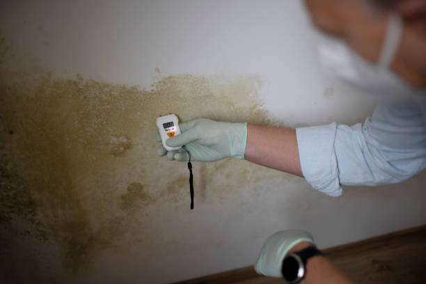 Best Mold Removal Process  in Dodson Branch, TN