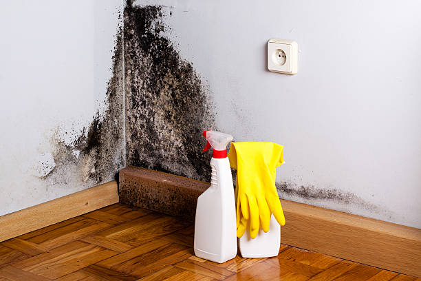 Best Affordable Mold Removal  in Dodson Branch, TN