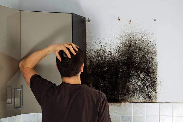 Best Fast Mold Removal  in Dodson Branch, TN