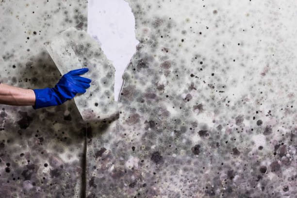 Best Fast Mold Removal  in Dodson Branch, TN