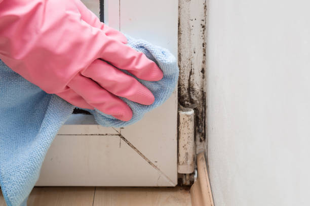 Best Mold Testing and Removal  in Dodson Branch, TN